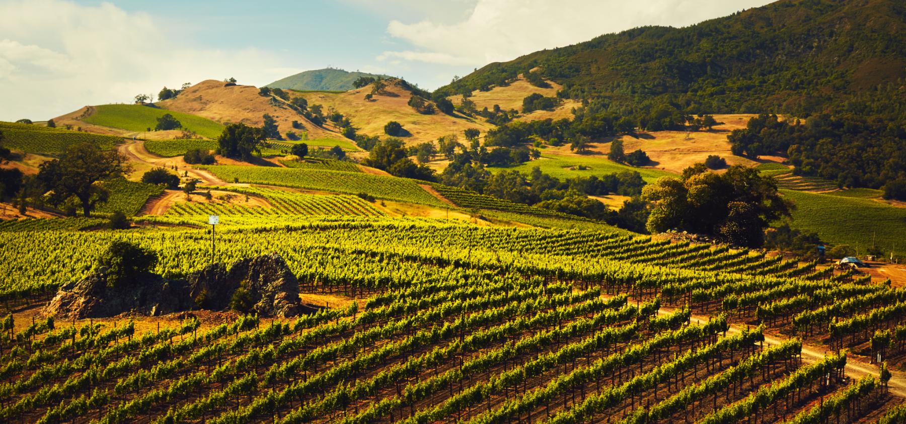 to Jackson Family Wines